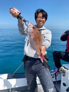 マダイの釣果