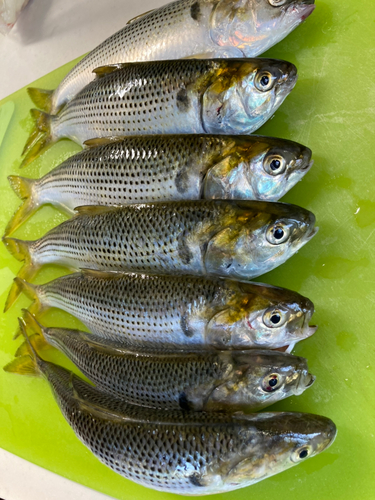 コノシロの釣果