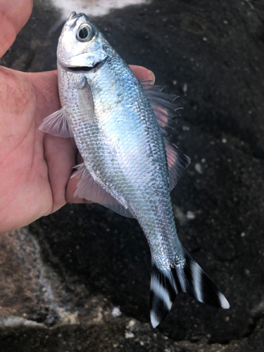 ギンユゴイの釣果