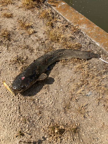 ナマズの釣果