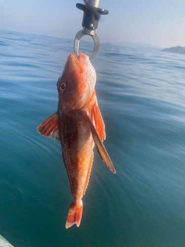 ホウボウの釣果