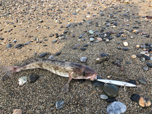 ホッケの釣果