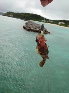 イシミーバイの釣果