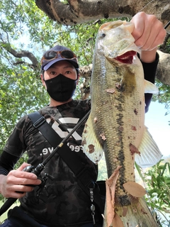 ラージマウスバスの釣果