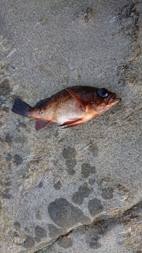 メバルの釣果