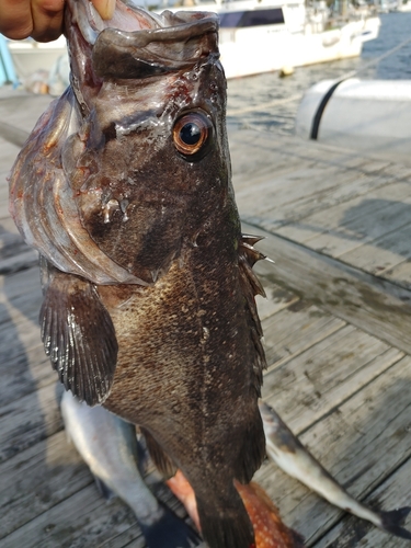 クロソイの釣果