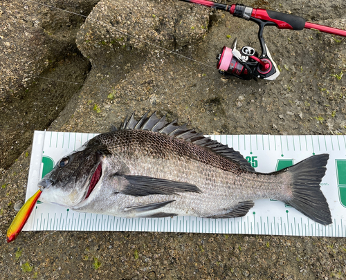 クロダイの釣果