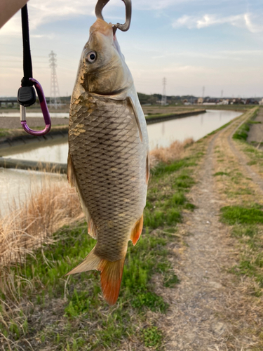 コイの釣果