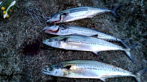 サゴシの釣果