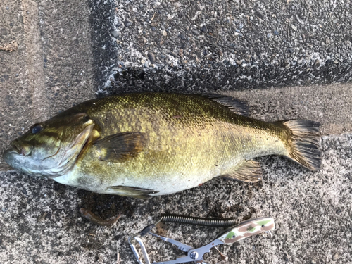 スモールマウスバスの釣果