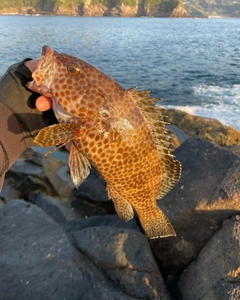 オオモンハタの釣果