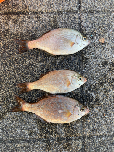 ウミタナゴの釣果