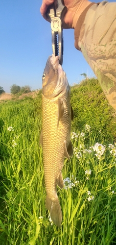 ニゴイの釣果