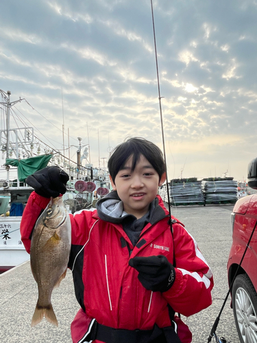 ウミタナゴの釣果