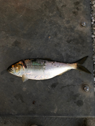 コノシロの釣果