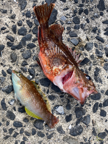 カサゴの釣果