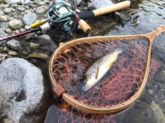 ブラウントラウトの釣果