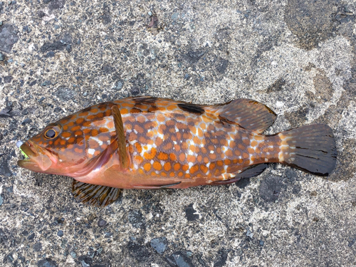 アコウの釣果