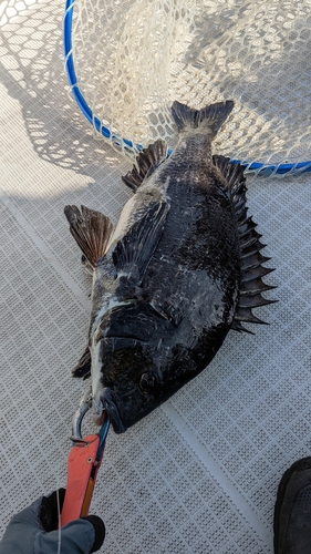 クロダイの釣果