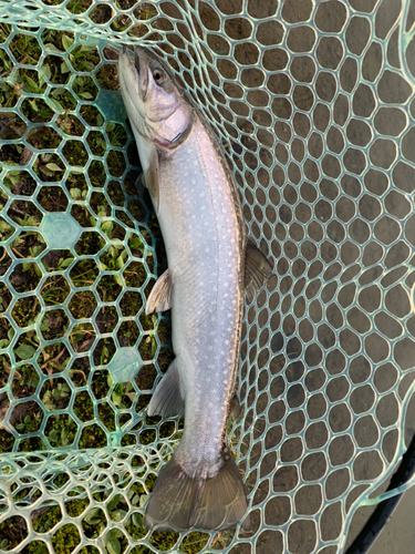 アメマスの釣果