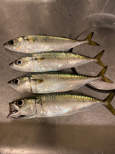 サバの釣果