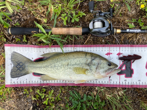 ブラックバスの釣果