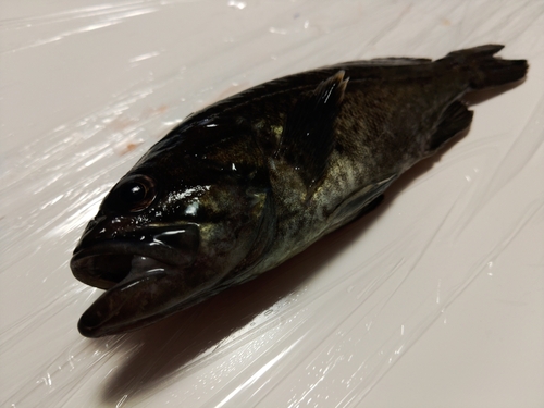 クロソイの釣果