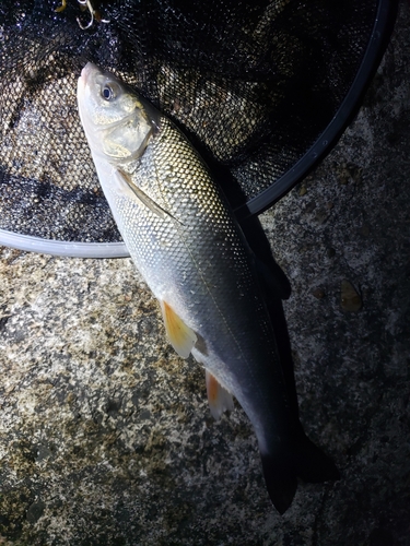 ウグイの釣果