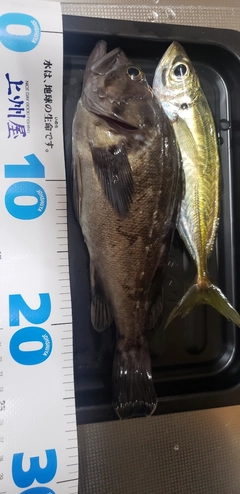 ソイの釣果