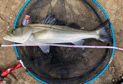 フッコ（マルスズキ）の釣果
