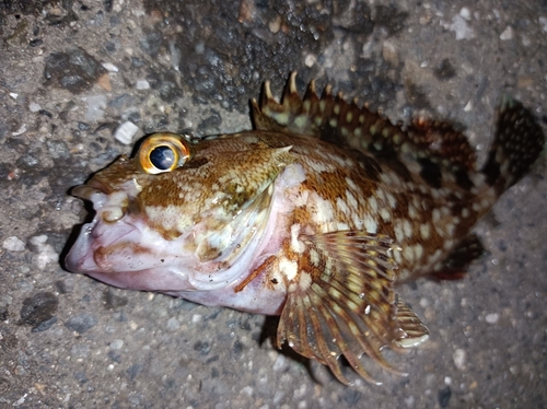 カサゴの釣果