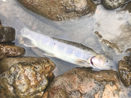 イワナの釣果