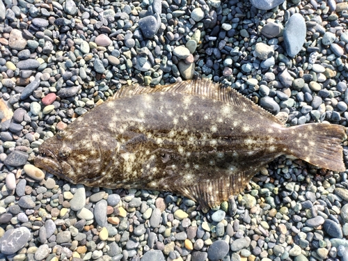 ソゲの釣果