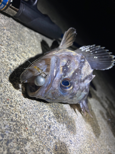 クロソイの釣果