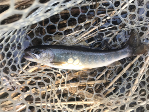 イワナの釣果