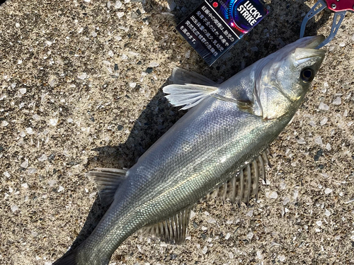 シーバスの釣果