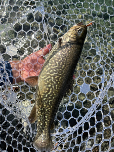 タイガートラウトの釣果