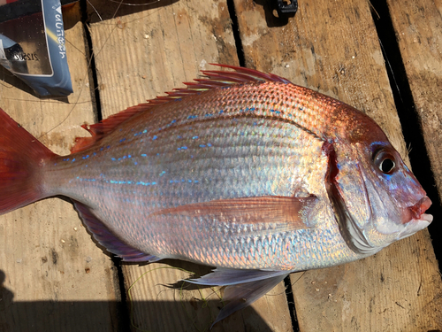 チダイの釣果