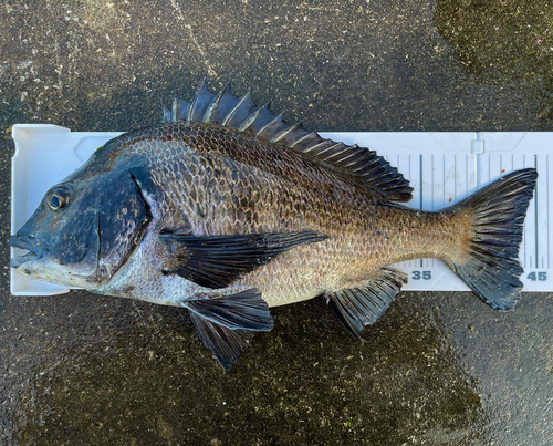 クロダイの釣果