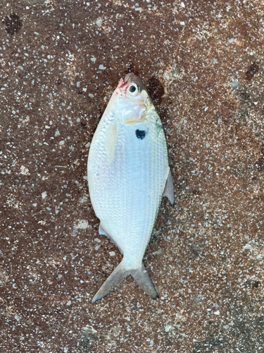 アシチンの釣果