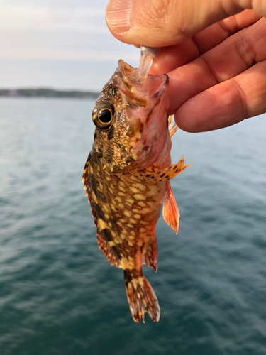 ガシラの釣果