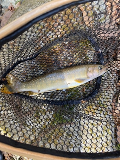 イワナの釣果