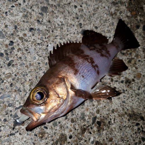 メバルの釣果