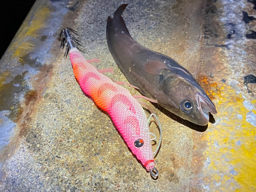 ドンコの釣果