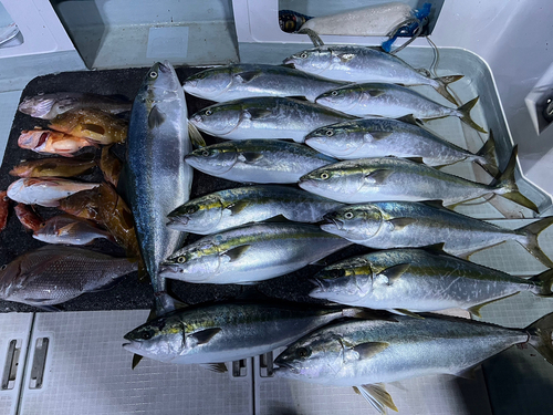 ヒラマサの釣果