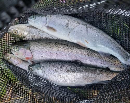 ニジマスの釣果