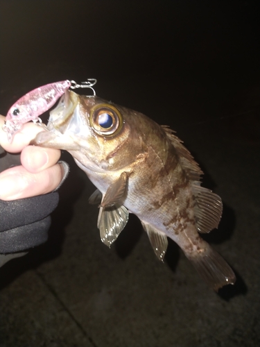 メバルの釣果