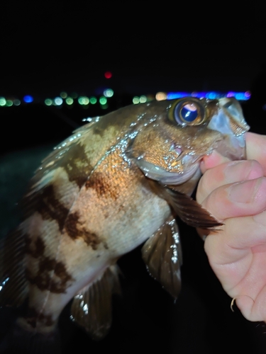 メバルの釣果