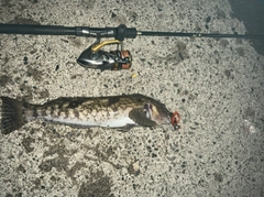 アイナメの釣果