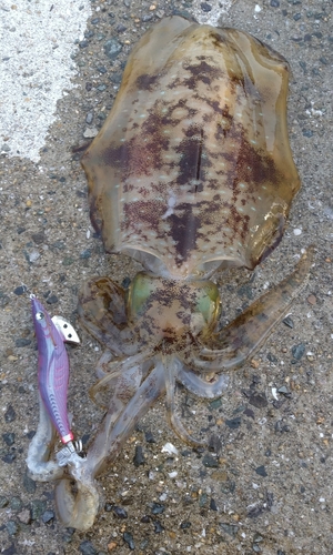 アオリイカの釣果